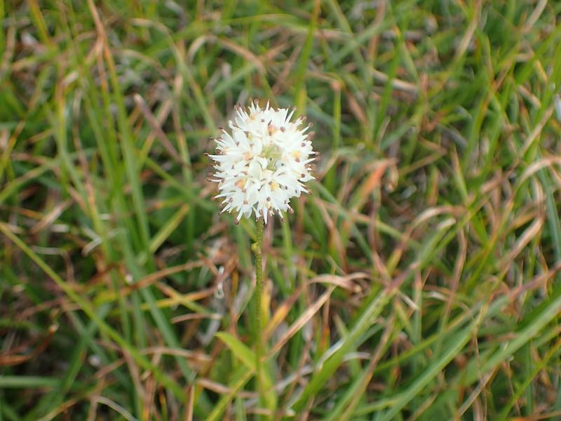 池ノ岳の白い花